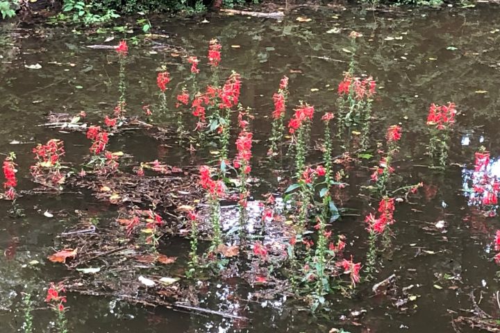 Cardinal Flowers in the Canal.jpg